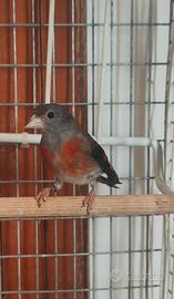 Cardinalina del venezuela