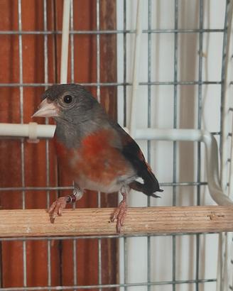Cardinalina del venezuela