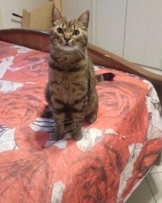 Animali domestici