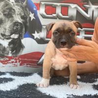 Cucciolo di Amstaff - Allevamento ENCI