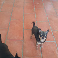 Chihuahua mini toy