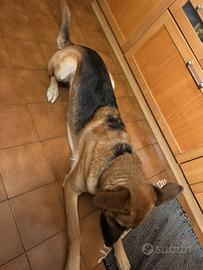 Cane pastore tedesco