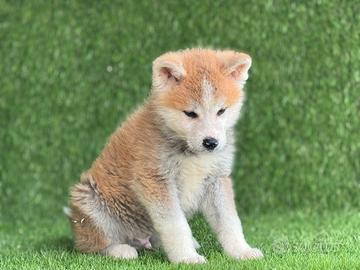 Akita inu con pedigree enci