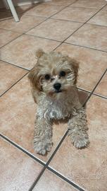 Maltipoo