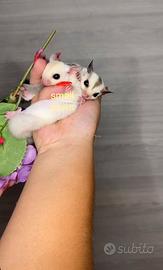 Petauri Dello Zucchero