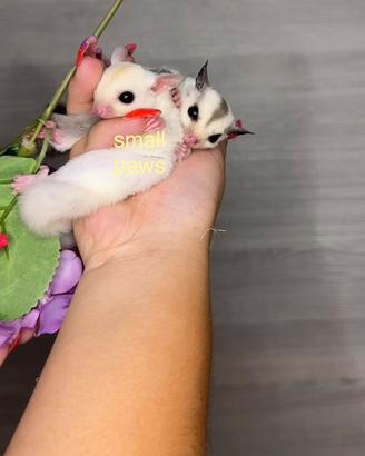 Petauri Dello Zucchero