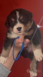 Cuccioli pastore australiano