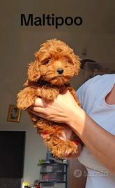 Barboncini Maltipoo