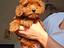 Immagine 1