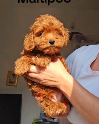 Barboncini Maltipoo