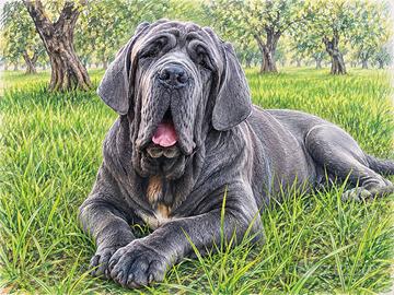 Cuccioli mastino napoletano
