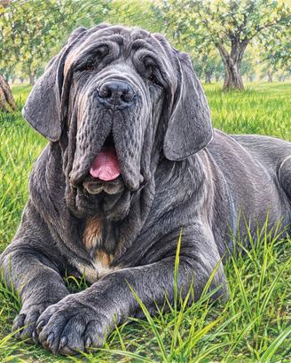 Cuccioli mastino napoletano