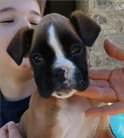 Cuccioli di boxer