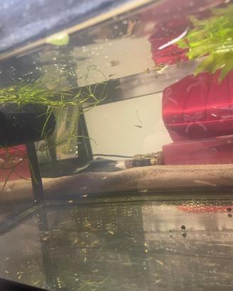 Avannotti guppy