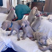 Cuccioli Weimaraner -pubblicità segugio -