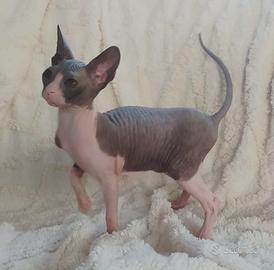 Gattina don sphynx gomma