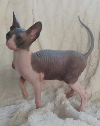Gattina don sphynx gomma