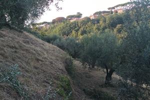 Grottaferrata terreno