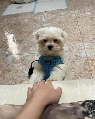 Maltese