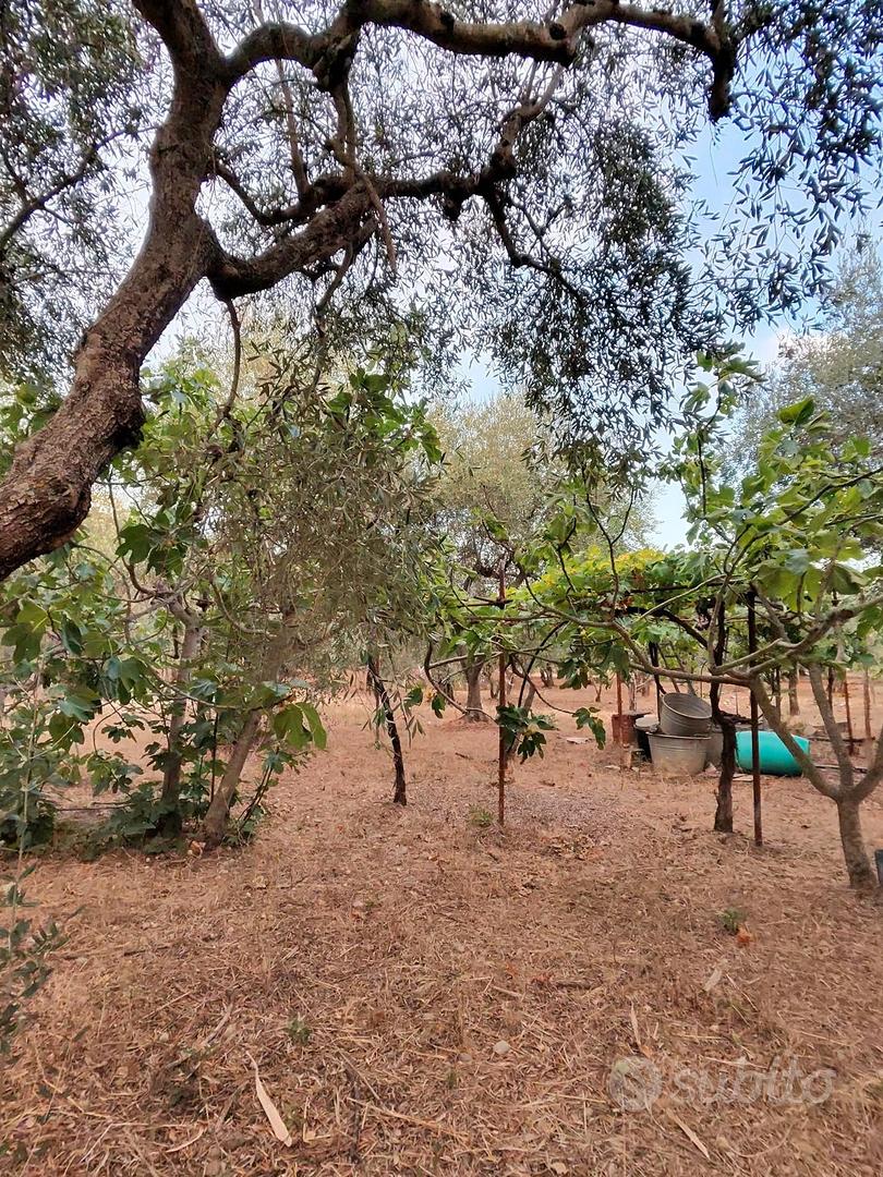 Terreno Agricolo con Immobili - Altro
