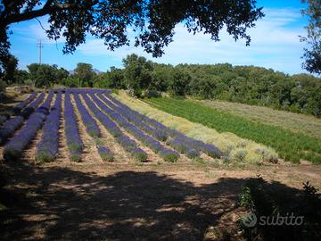 Terreno con impianto irriguo piante officinali