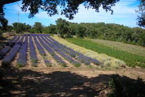 Terreno con impianto irriguo piante officinali