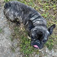 Bulldog francese
