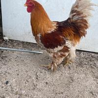 Gallo brahma