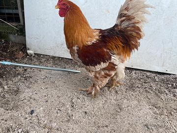 Gallo brahma