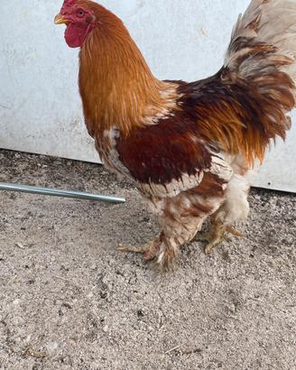 Gallo brahma