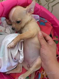 Cucciola Chihuahua