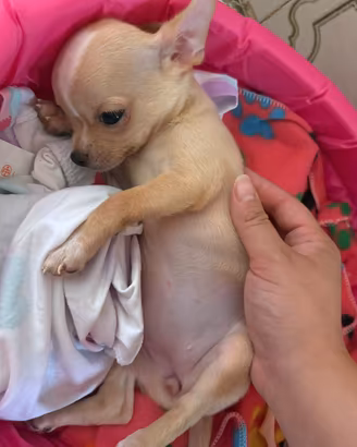 Cucciola Chihuahua