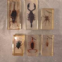 Lotto insetti in resina insetti dal mondo