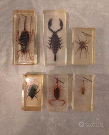 Lotto insetti in resina insetti dal mondo
