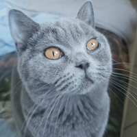 Maschio British short o long hair