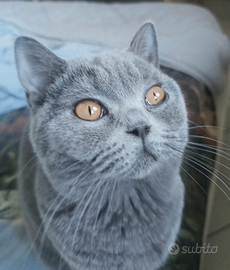 Maschio British short o long hair