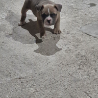 American bully