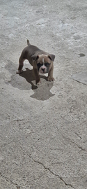 American bully