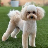 Per MONTA: BARBONCINO TOY con pedigree