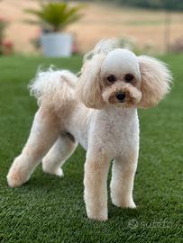 Per MONTA: BARBONCINO TOY con pedigree