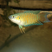 Vendita Macropodus opercularis