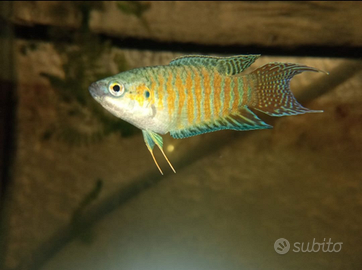 Vendita Macropodus opercularis