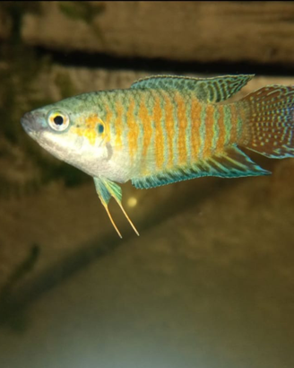 Vendita Macropodus opercularis