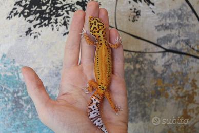 Geco leopardino