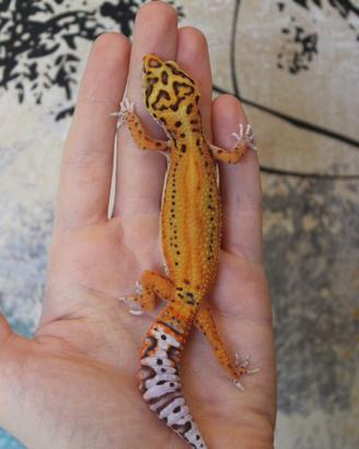 Geco leopardino