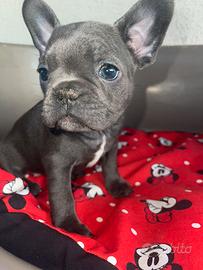 Bulldog francese