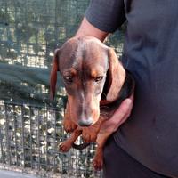 Cucciola bassotto nano originale