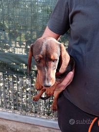 Cucciola bassotto nano originale