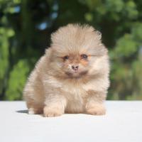 Cucciolina femmina di Pomerania