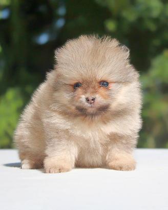 Cucciolina femmina di Pomerania